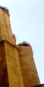 Stork nests